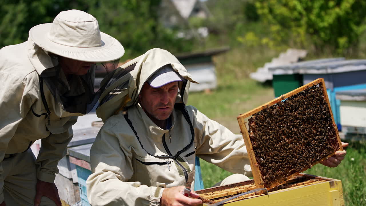 Male apiarist gathering propolis from a frame. Two men at apiary. Beekeeper checks a frame and puts into hive. Blurred backdrop.