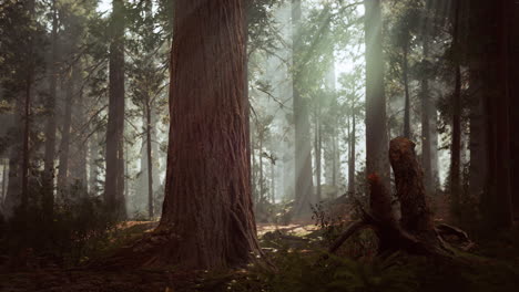 giant sequoias in the giant forest grove in the sequoia national park