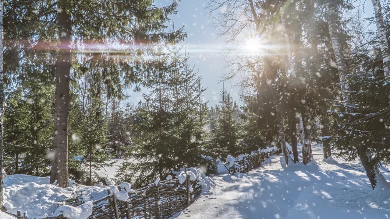 Furu og gran i magisk vinterskog med fallende snø på en solrik dag. Snøfall i vinterskog. Bakgrunn for jul, vinter og nyttår. Cinemagraph, sømløs animasjon. Hvit og blå farge.