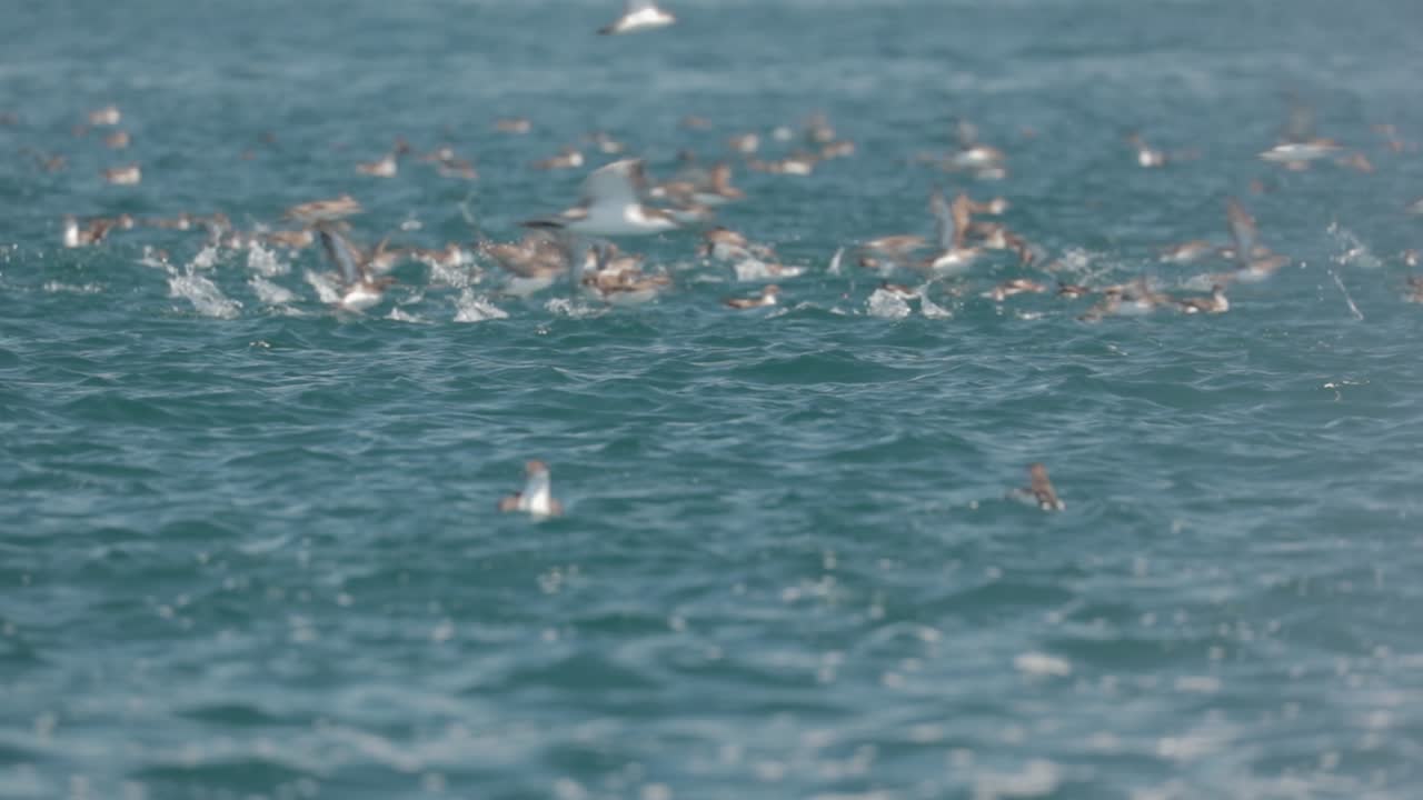 Birds flocking over water in ocean 2 - Slow motion