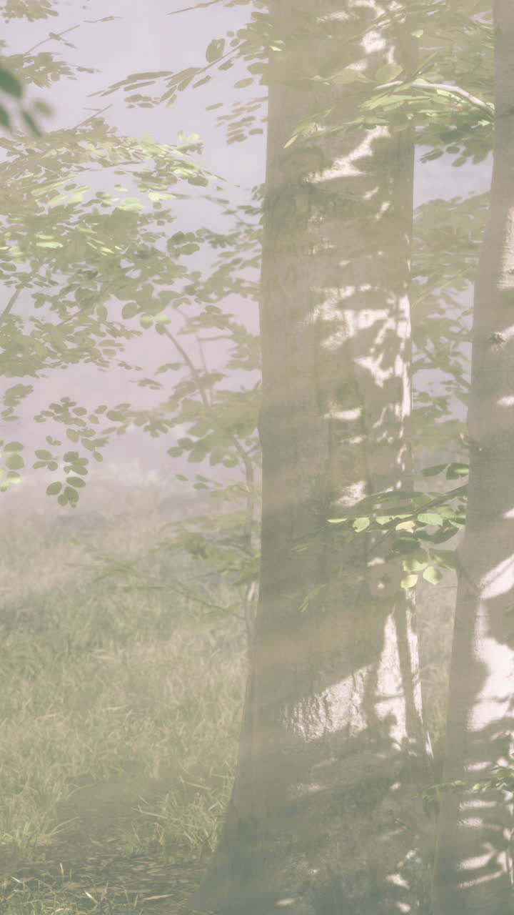 Sunlight filters through lush trees in a serene forest during early morning