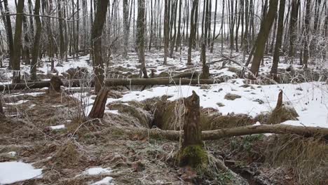 Vista-Panorámica-Del-Bosque-De-Invierno-Con-Troncos-De-árboles-Caídos-Cortados-Por-Castores