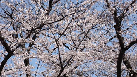 Cherry-flowers-in-small-clusters-on-a-cherry-tree-branch