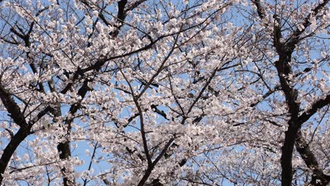 flores de cerezo en pequeños racimos en una rama de cerezo