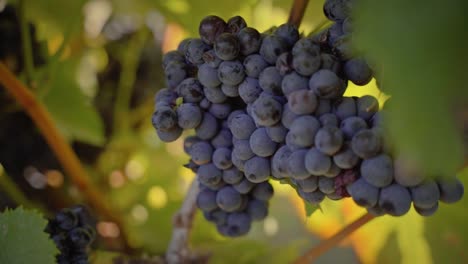 red grape cluster hanging in a vineyard close up