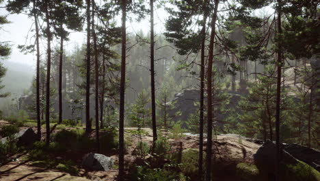 Pinos-Silvestres-Al-Amanecer-Durante-El-Amanecer-En-Un-Hermoso-Bosque-Alpino