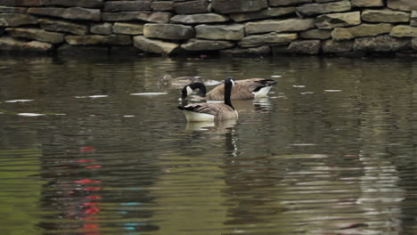 Geese-Swimming-in-a-Shallow-Pond