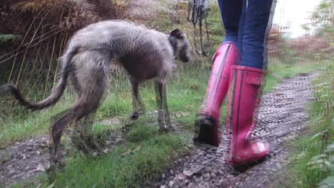 dog walking next to female in wellies