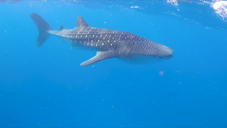 Underwater-view-of-whale-shark-swimming-with-snorkelers-nearby