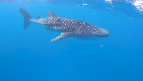 vista submarina del tiburón ballena nadando con buceadores cerca