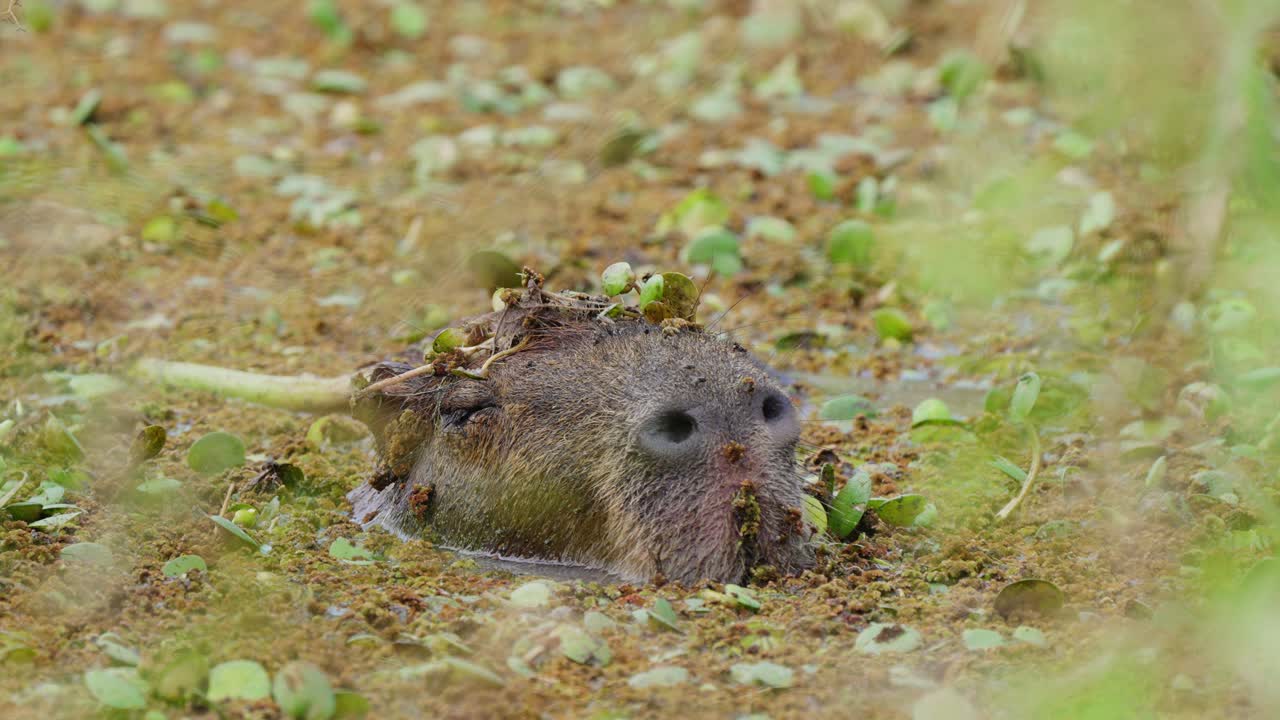 눈을 감고 수생식물을 갉아먹고 있는 게으른 카피바라, 시원한 민물늪에 몸을 담그고 있는 하이드로코에루스 하이드로카에리스, 이베라 습지
