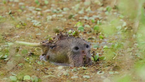 Slothful-capybara,-hydrochoerus-hydrochaeris-munching-on-the-aquatic-vegetations-while-having-its-eyes-closed,-soaking-inside-cool-freshwater-swamp,-ibera-wetlands