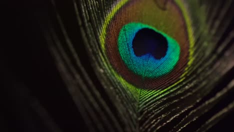 peacock feather moving with a breeze, black background