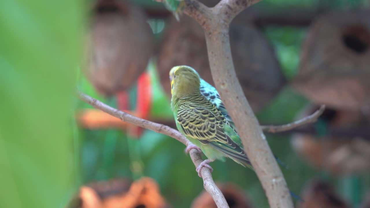 lindos tortolitos mostrando cortejo, periquito de plumas de colores vibrantes, melopsittacus undulatus posado en la rama de un árbol, balanceándose y besándose durante la temporada de apareamiento