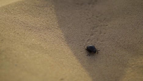 Escarabajo-Corriendo-En-Arena-A-Cámara-Lenta