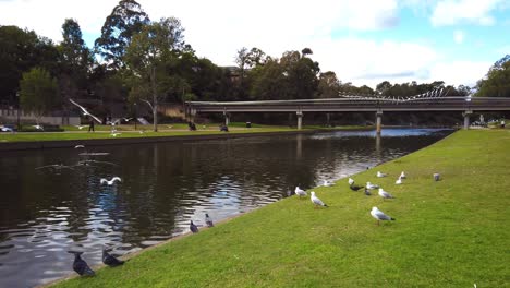 gaviotas y palomas en el parque con hierba verde y estanque