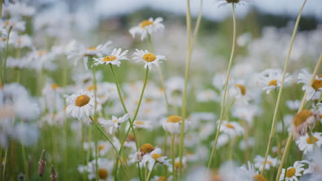 un prado de flores silvestres lleno de margaritas en flor