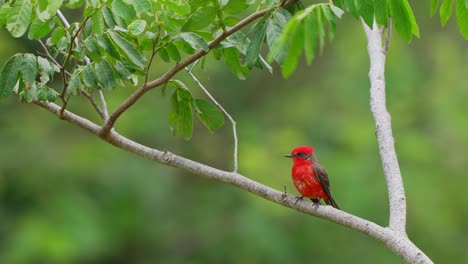 male scarlet austral vermilion flycatcher, pyrocephalus rubinus perching on a swaying tree branch against green forest environment on a windy and rainy day, fly away before nightfall