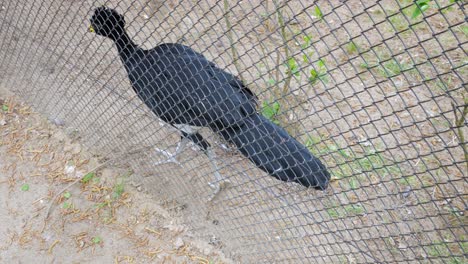 yellow-knobbed curassow inside aviary - high angle shot