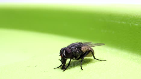 fly sitting on box and sucking_micro lens