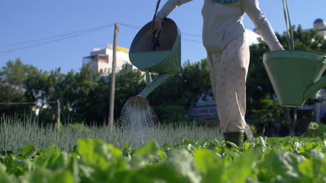 woman waters vegetable garden on an urban city farm in vietnam - organic farming