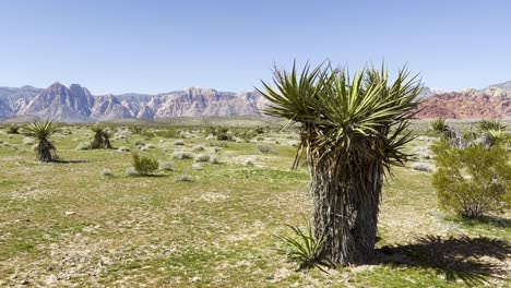 large yucca plant with mountains in the background