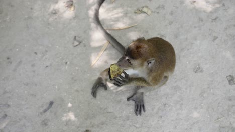 out stretched hand holds fruit as monkey rises on hind legs to receive food