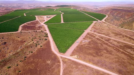 Chilean-Limari-Valley-Vineyards-Aerial-Above-Wine-Region,-Winemaking-Travel-Destination-in-South-America,-Agriculture-Contrast-Scenery-during-Daylight