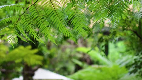 close-up of fern leaves in lush forest