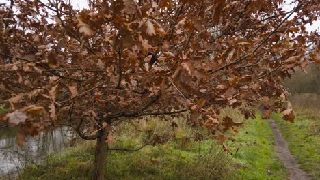 Un-Disparo-Abstracto-Chocando-Contra-Las-Hojas-Otoñales-Y-Las-Ramas-De-Un-árbol-A-Lo-Largo-De-La-Orilla-Del-Pequeño-Río-Thetford-En-Norfolk,-Inglaterra