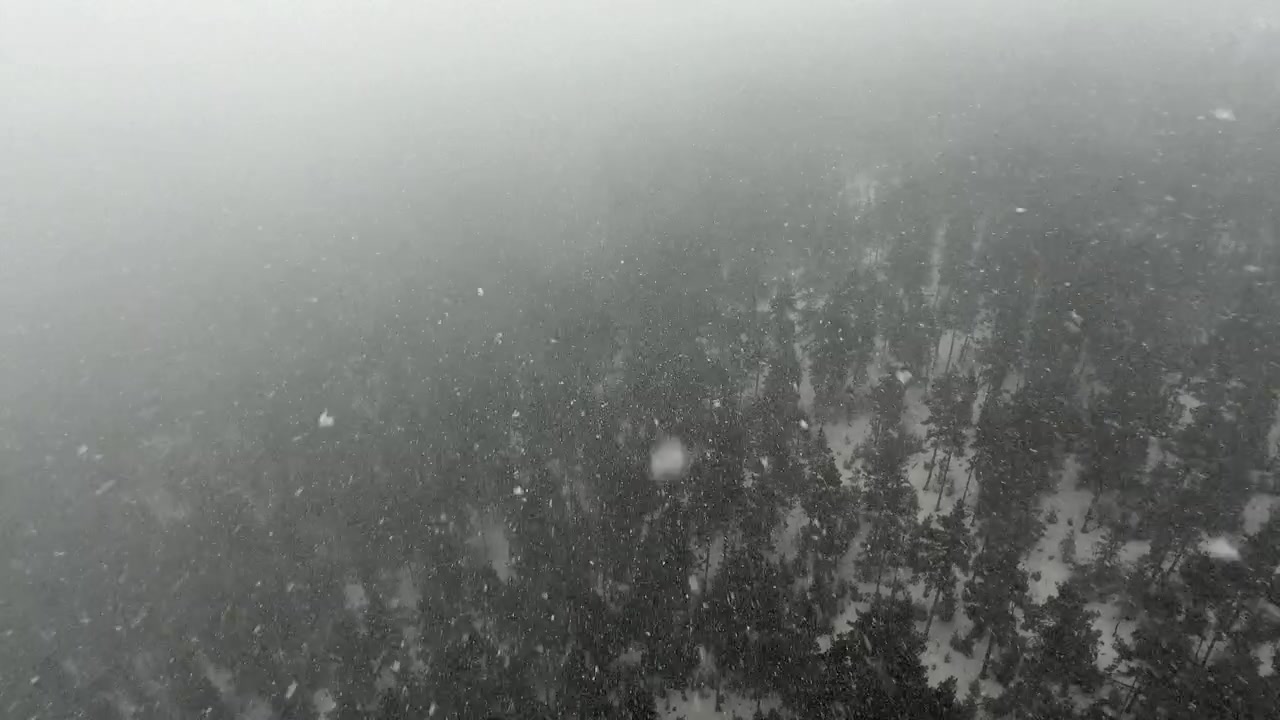 Aerial View of Snowy Pine Forest During Heavy Snowfall
