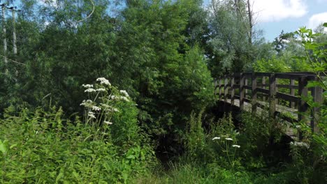 paneo lento al puente de madera sobre el río en verano entre vegetación