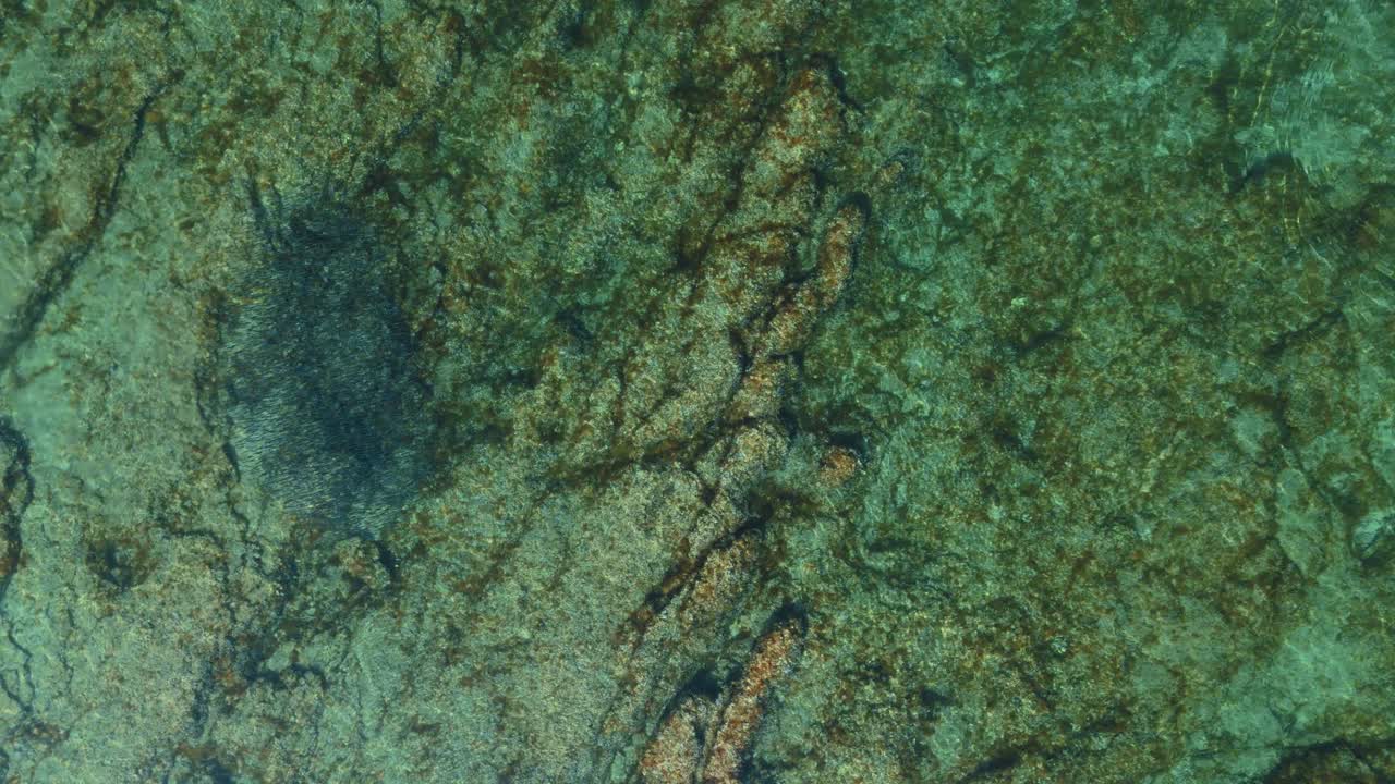 Seabird chasing swarm of fish near Brijuni National Park, Istria. Aerial drone top down cormorant