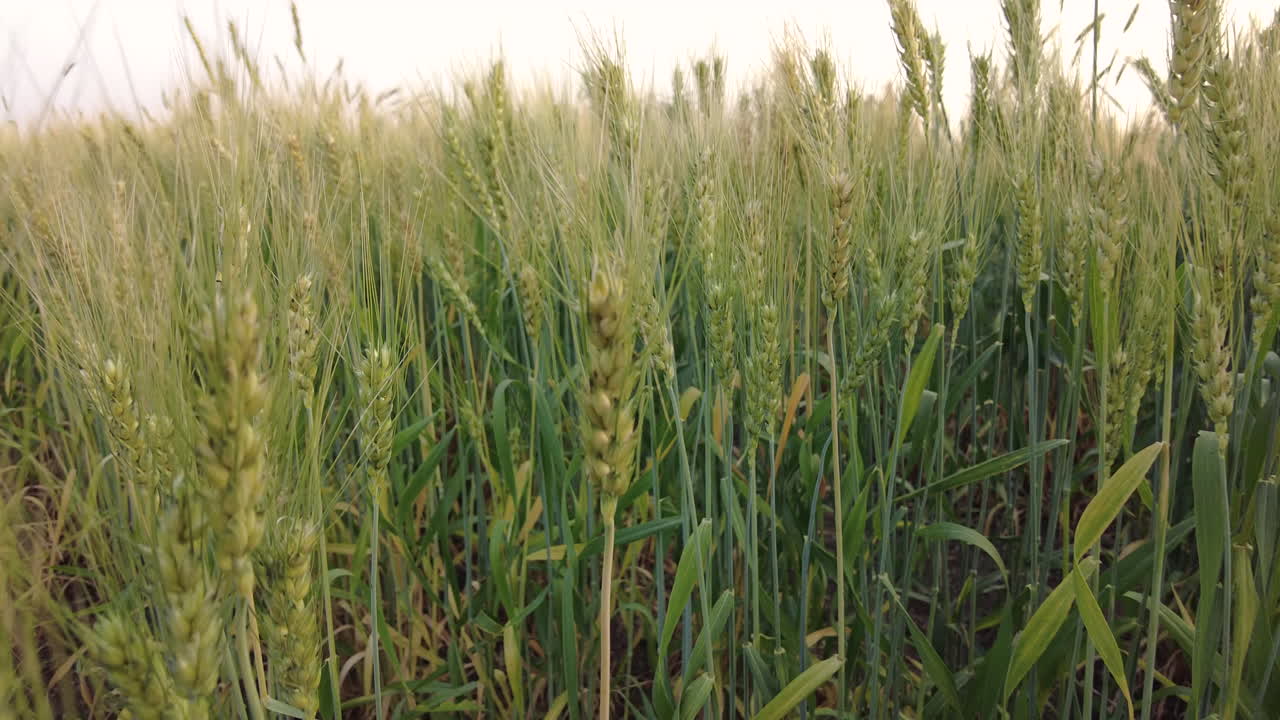 tiro de carro bajo de un campo de trigo que muestra tallos que todavía están verdes