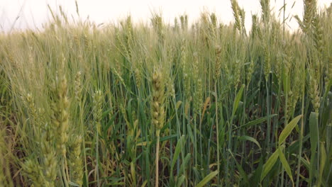 low dolly shot of a wheat field showing stalks that are still green