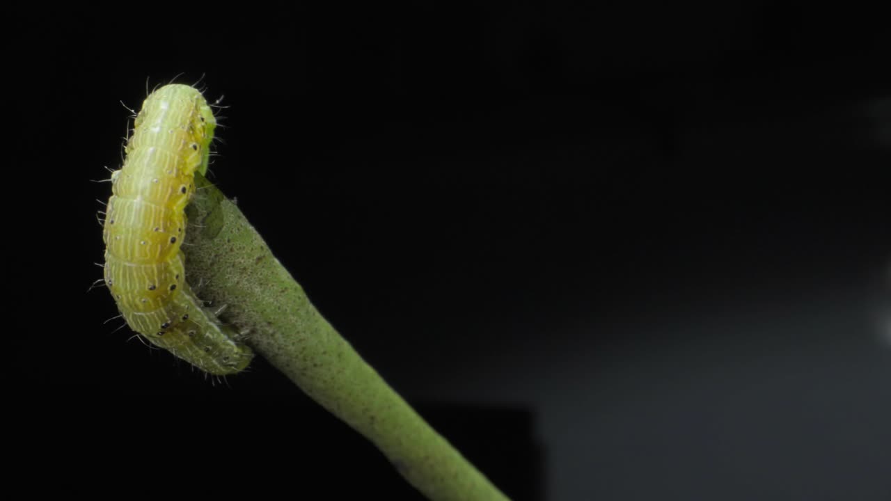 Caterpillar moving on leaf petiole closeup view