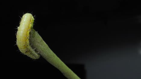 oruga moviéndose en el pecíolo de la hoja vista de cerca