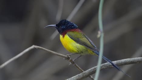 aves raras de nepal