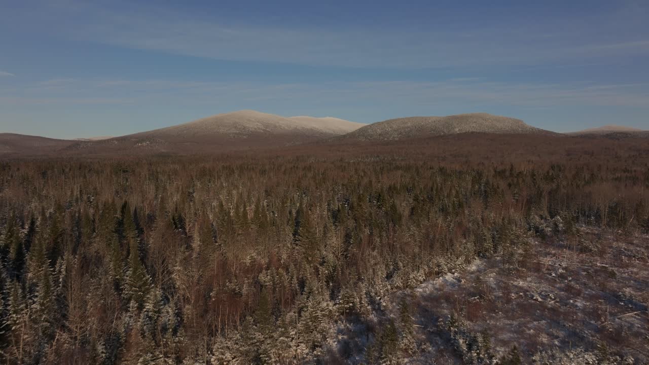 Tett eviggrønn gran med åser i bakgrunnen om vinteren i sørlige Quebec, Canada