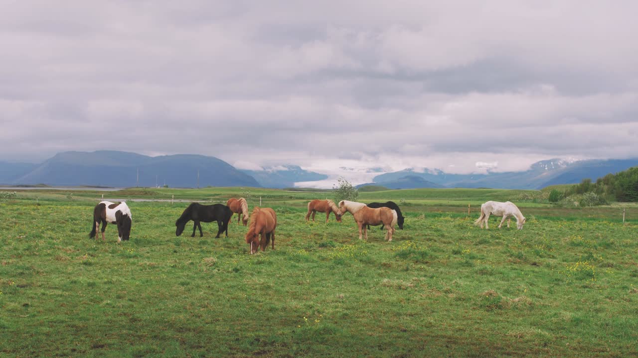Icelandic horses in field with mountains background
