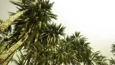 lush palm trees sway gently under the clear skies of a tropical paradise