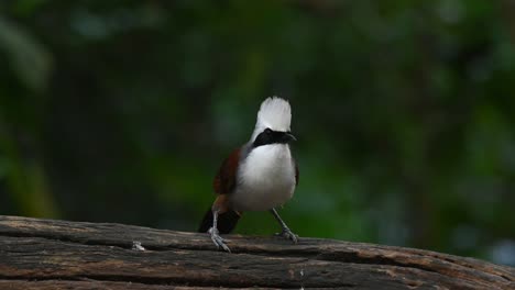 captured while on a fallen log looking around curiously then hops to the right to exit the stage after a brief performance, white-crested laughingthrush, garrulax leucolophus, thailand