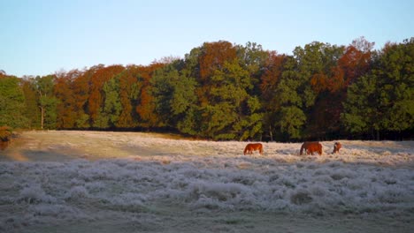 horses on a grass field in the early morning. sun is just rising and there are frost in the grass while the sun is shining on the trees behind.