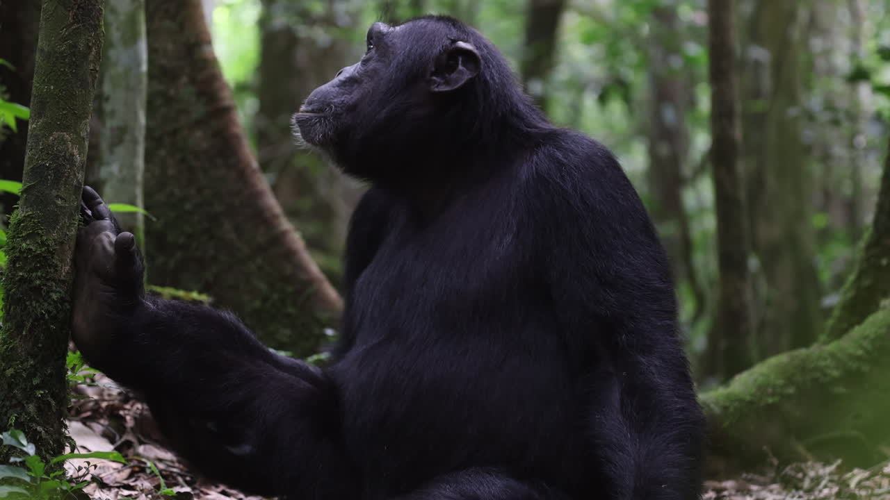 chimpancé sentado en el suelo del bosque cantando en el parque nacional de kibale, uganda