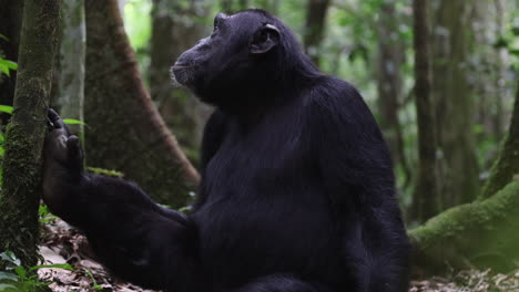 Chimpanzee-sitting-on-the-forest-floor-being-vocal-in-Kibale-National-Park,-Uganda