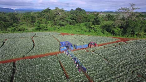 unrecognizable laborers working with conveyor belt and tractor in plantation fields during pineapple harvest, upala in costa rica