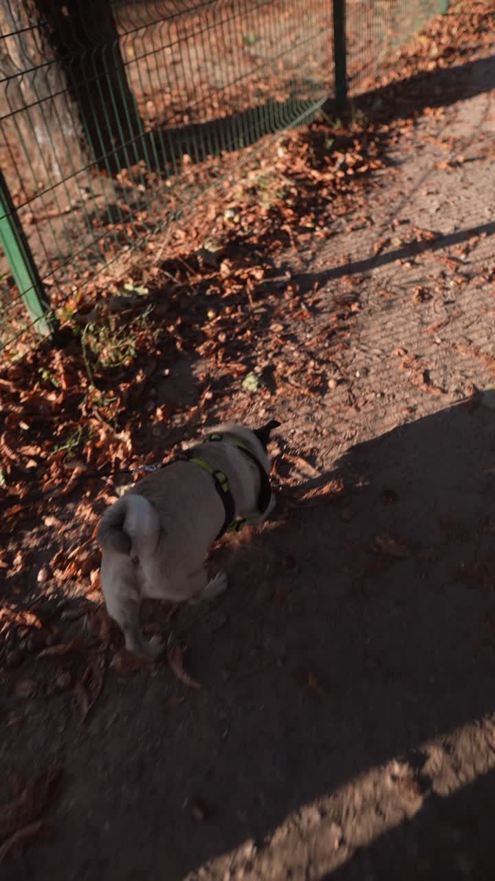 가을 공원에서 는 파그