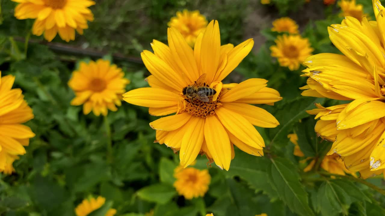 Primo piano di un'ape che raccoglie polline da un fiore giallo e colorato in natura, inquadratura statica.