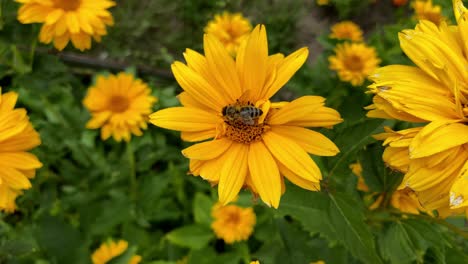 Primer-Plano-De-La-Abeja-Recogiendo-Polen-De-Coloridas-Flores-Amarillas-En-La-Naturaleza,-Estático