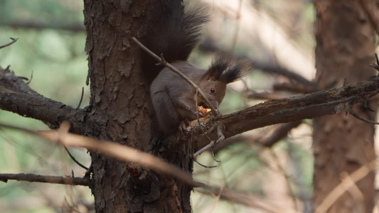ardilla roja eurasiática sentada en un pino y alimentándose de nueces de pignoli a la luz del sol